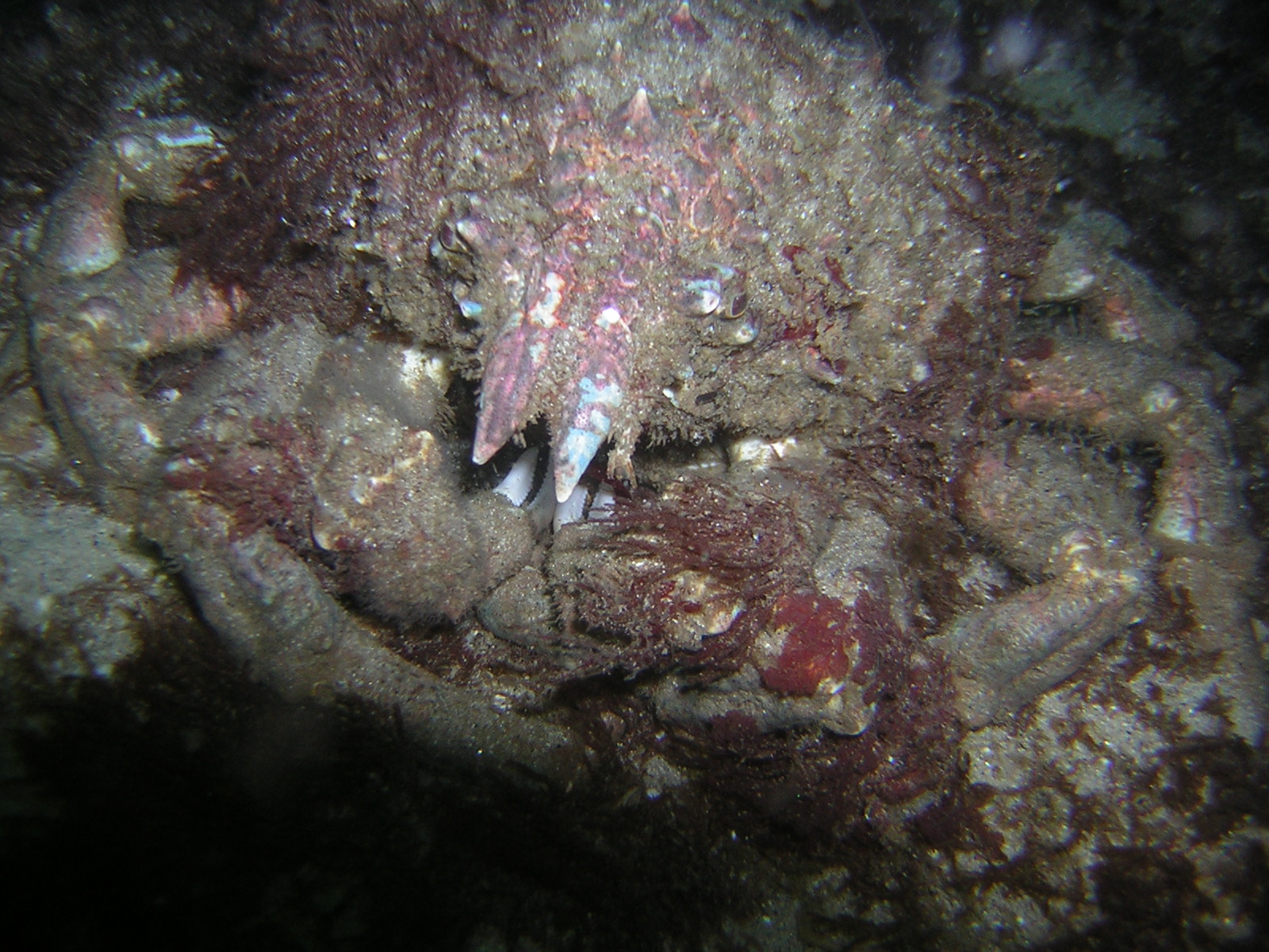 Crab -- Monterey 20050417