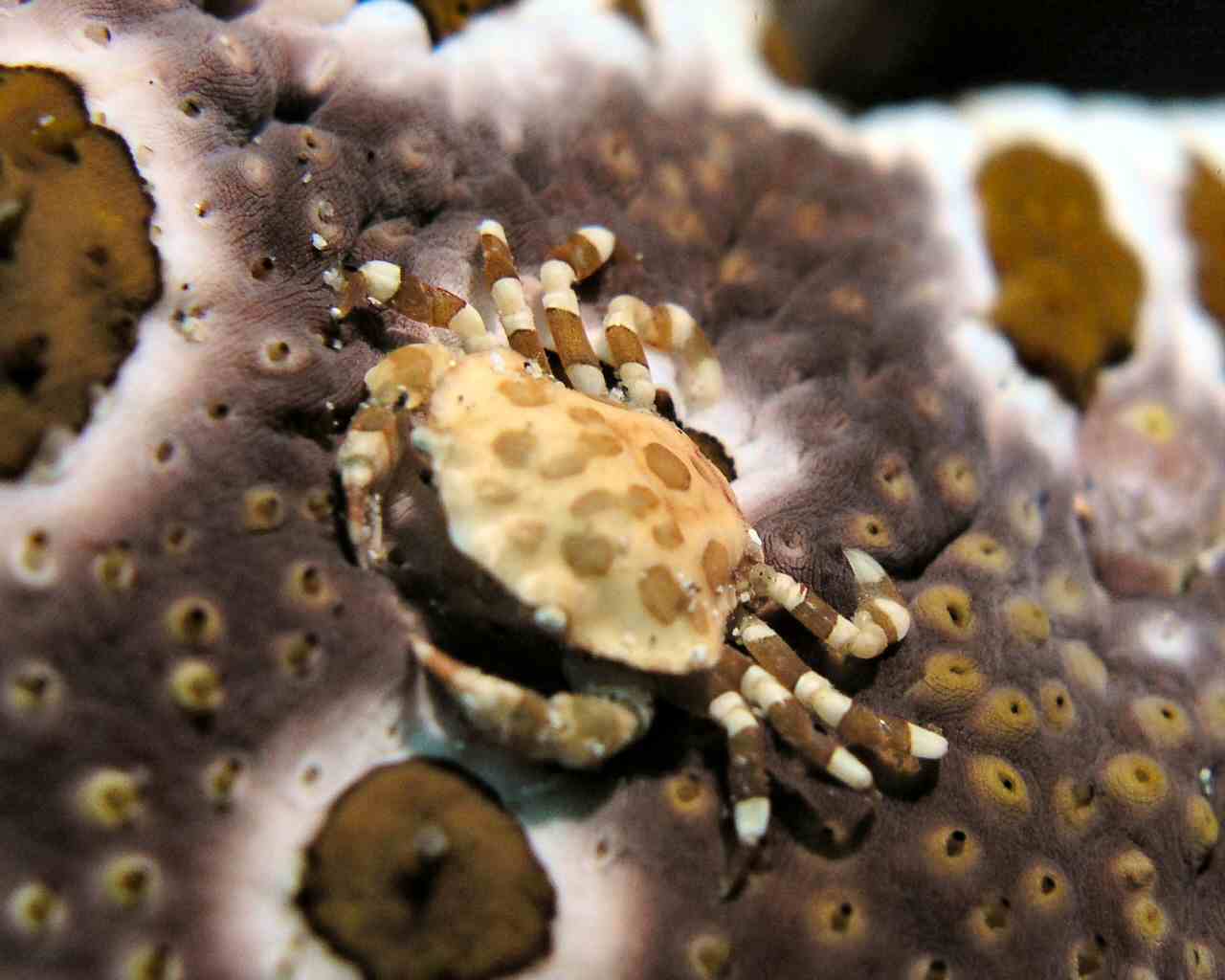 Crab on a sea cucumber at Lembeh