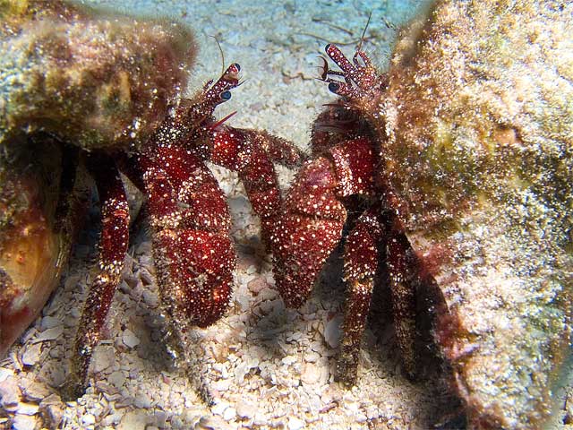 Crabby Couple