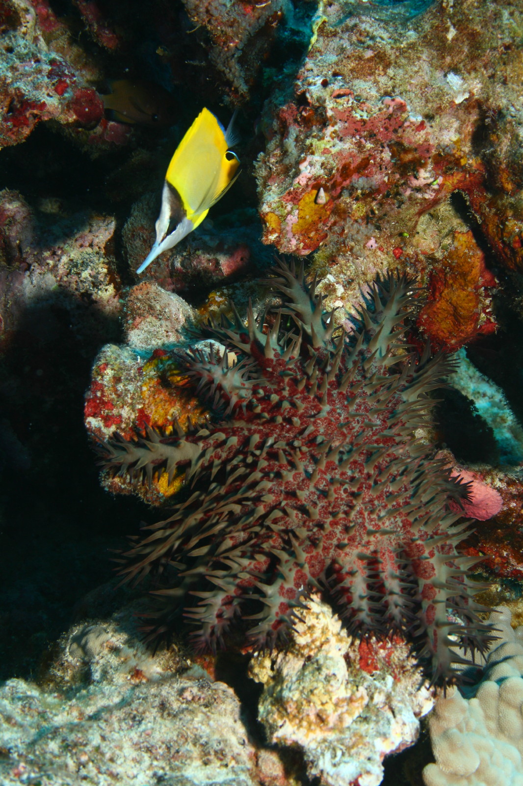 Crown of Thorns Star