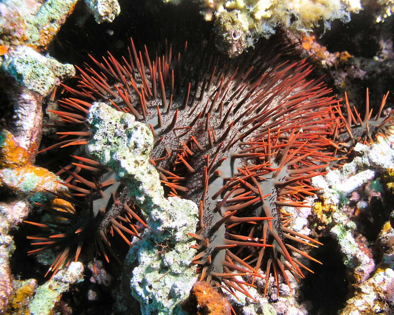 Crown of Thorns starfish at Kirsty Janes