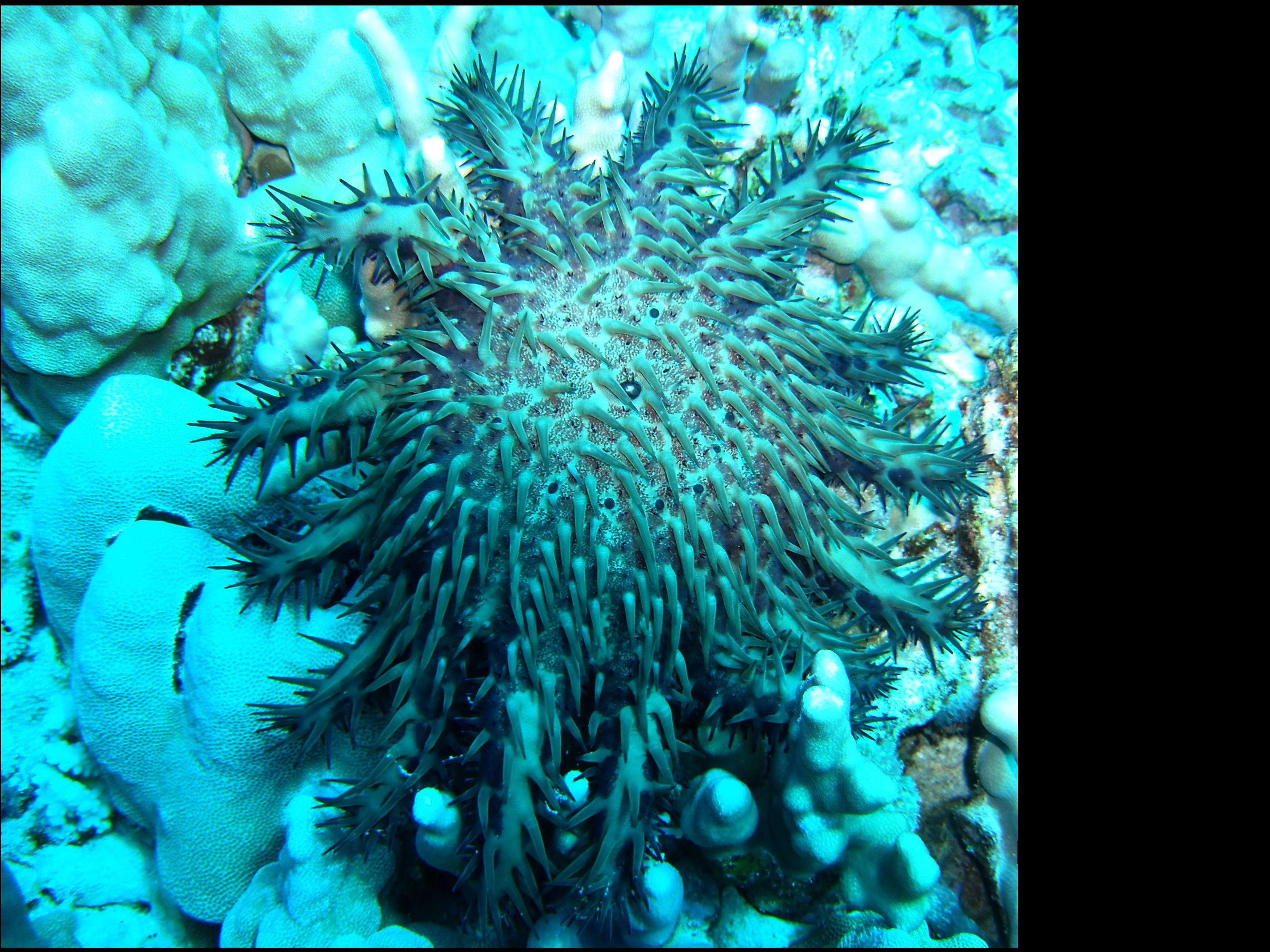 Crown Of Thorns Starfish