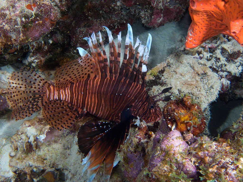 Curacao, Lionfish