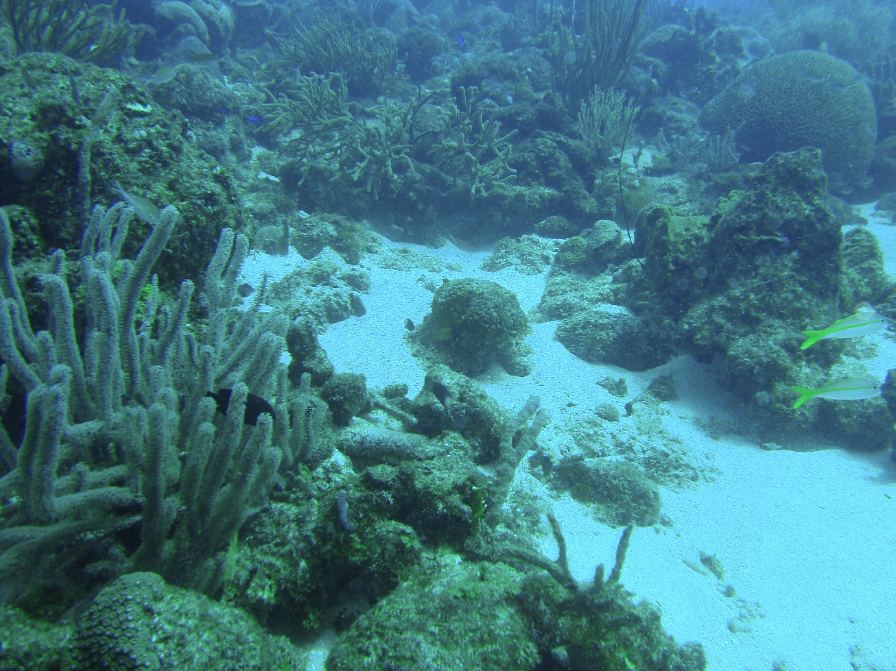 Curacao Reef Diving - Porto Mari