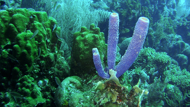 Curacao Reef Diving - Sponges