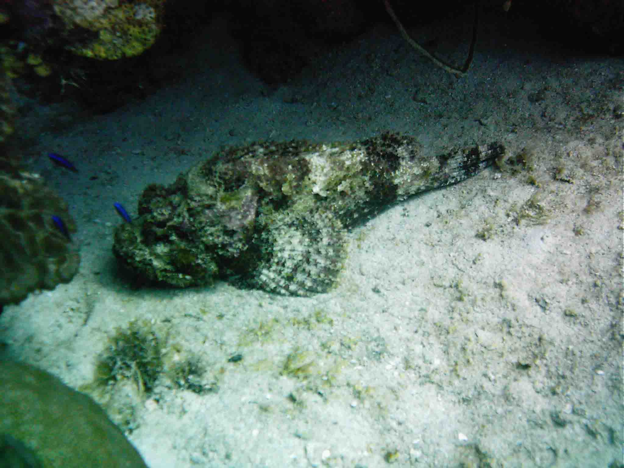 Curacao Rockfish