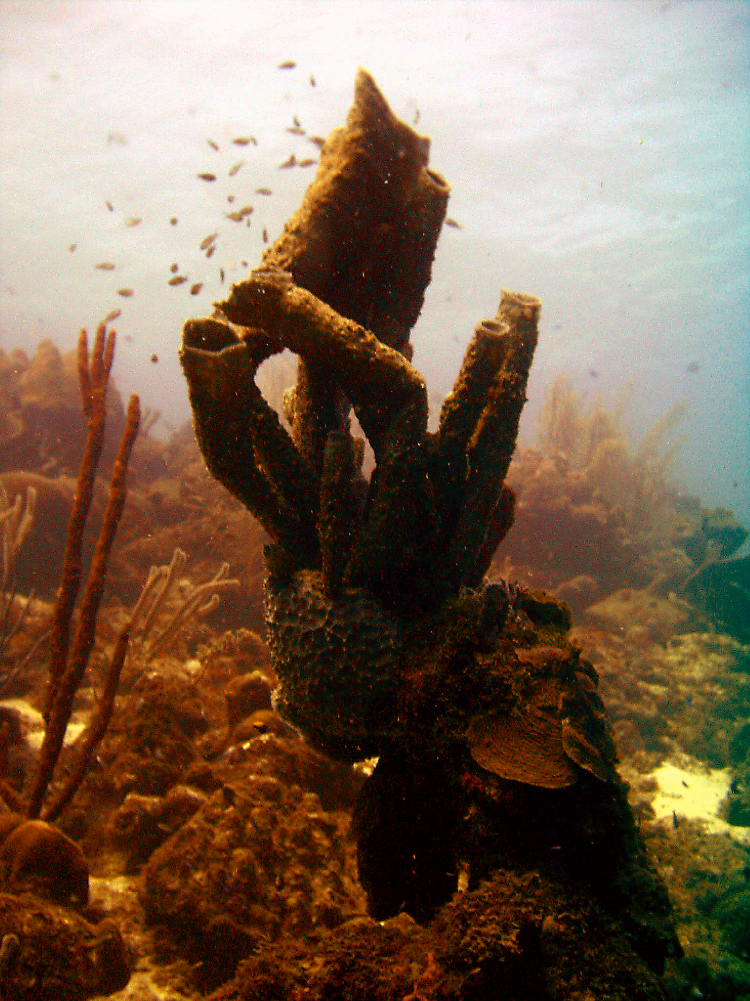 Curacao Tube Sponges