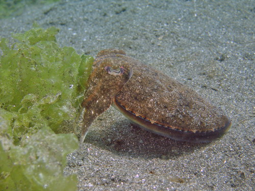 Cute Cuttlefish