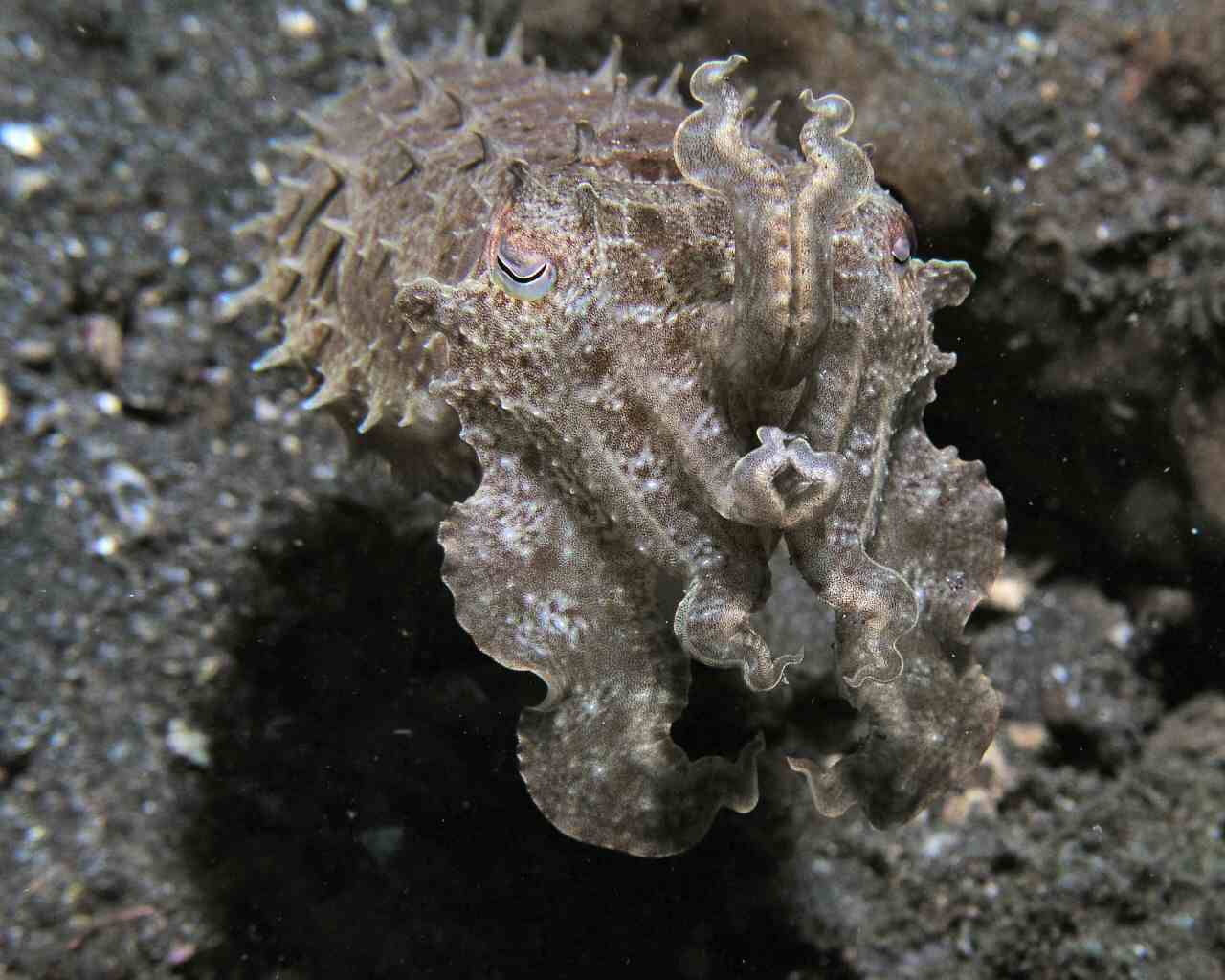 Cuttlefish at Lembeh