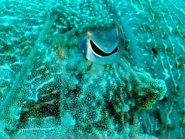 cuttlefish eye