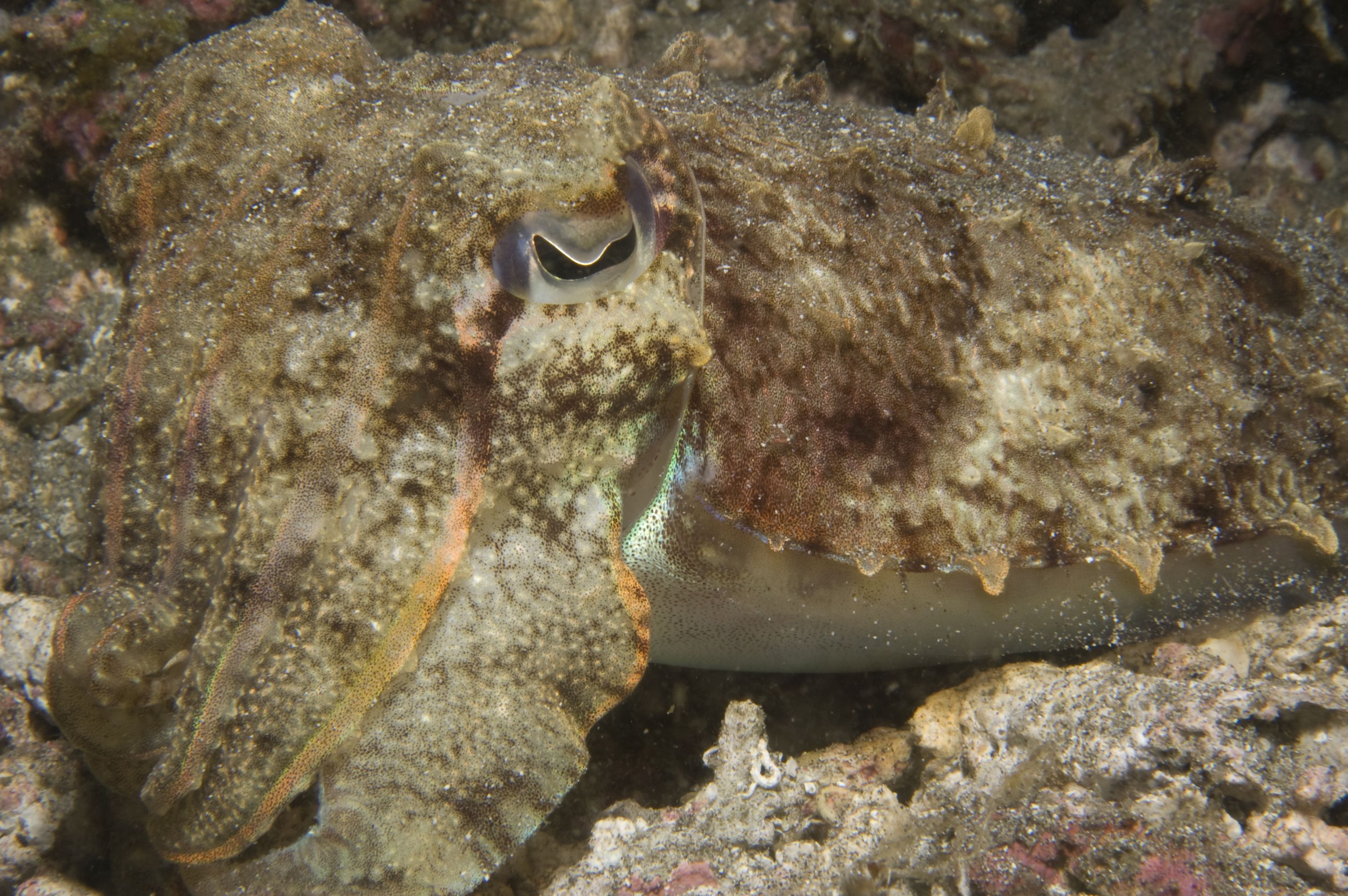 cuttlefish13