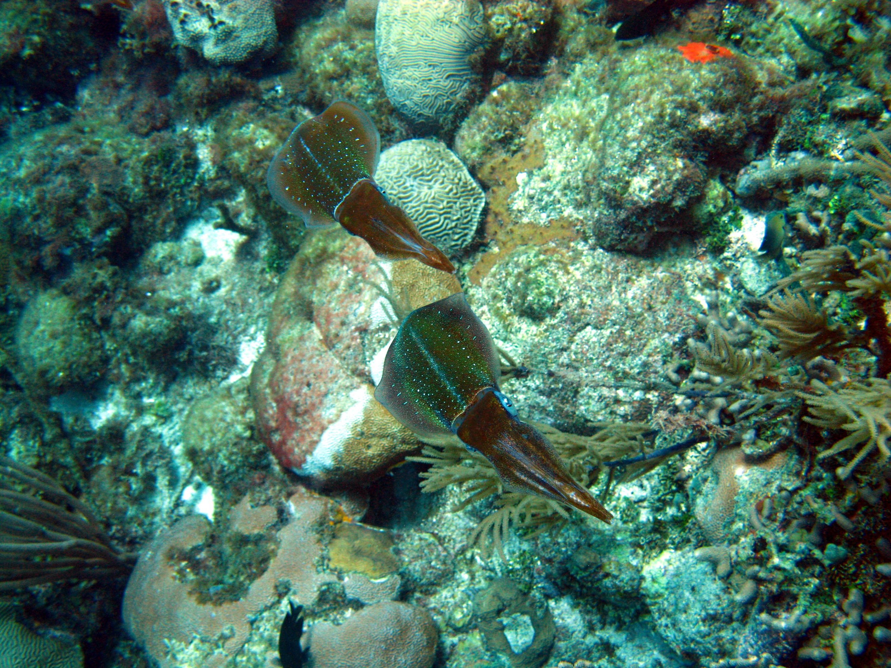 CuttleFish23