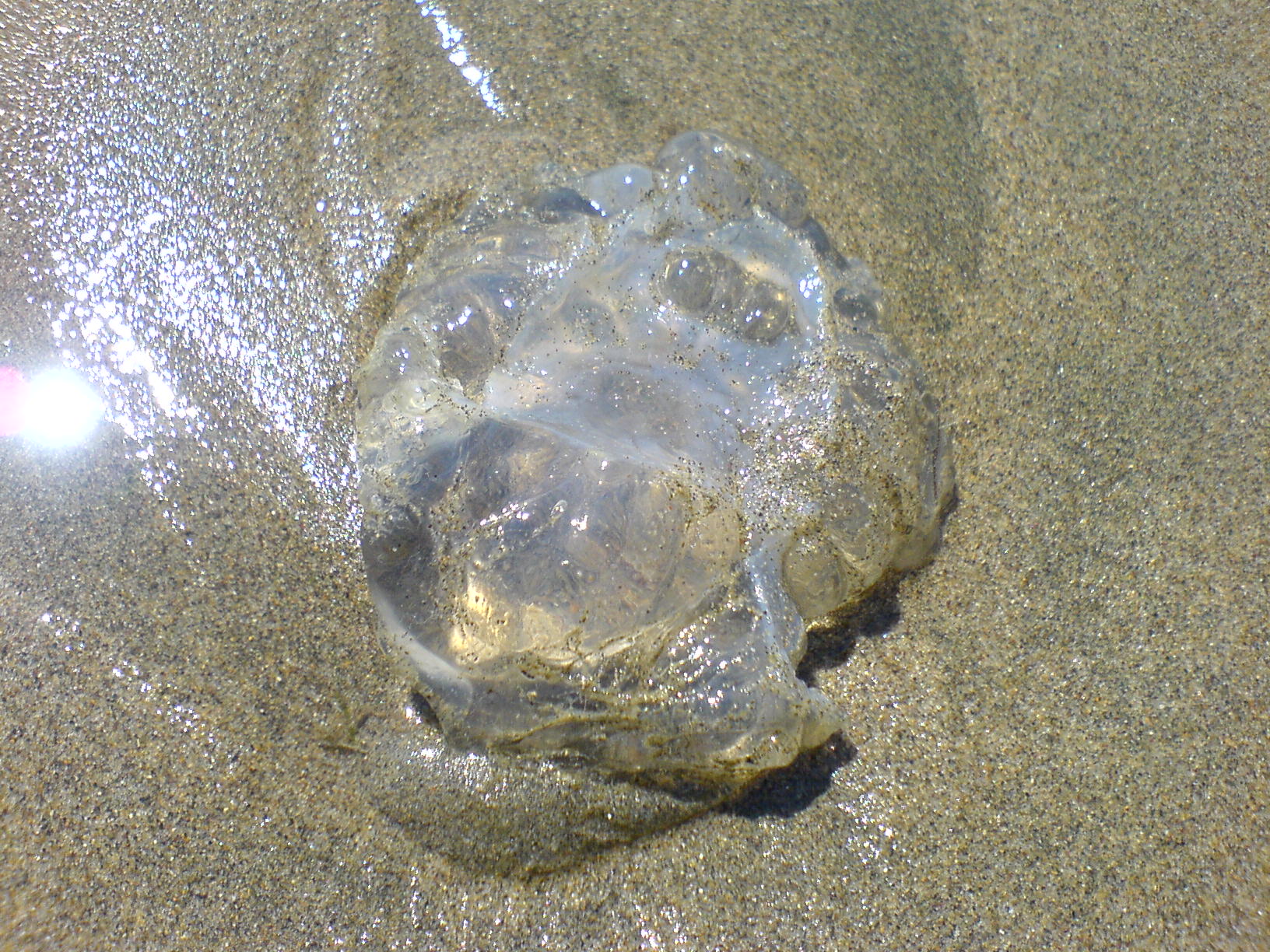Dead Jellyfish (July 2006)