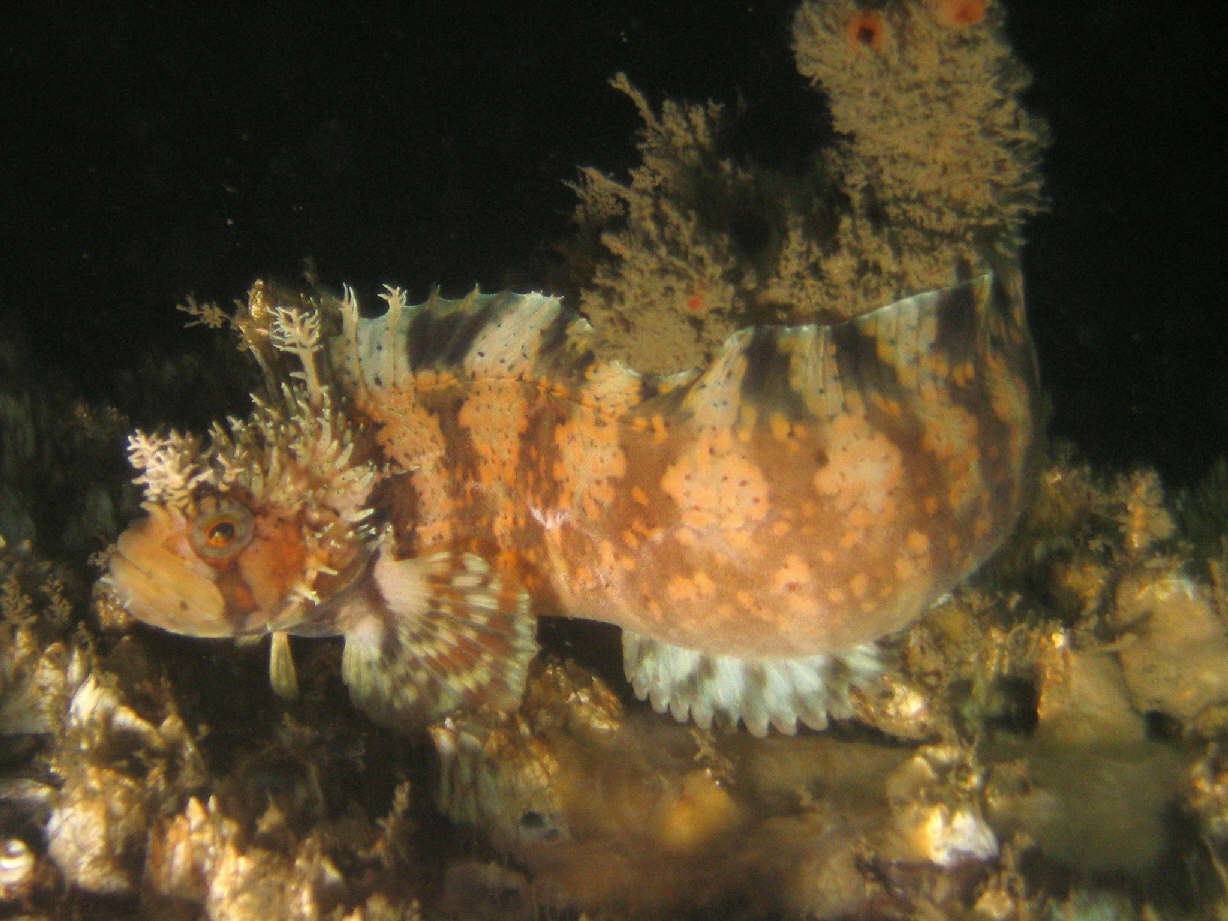 Decorated Warbonnet