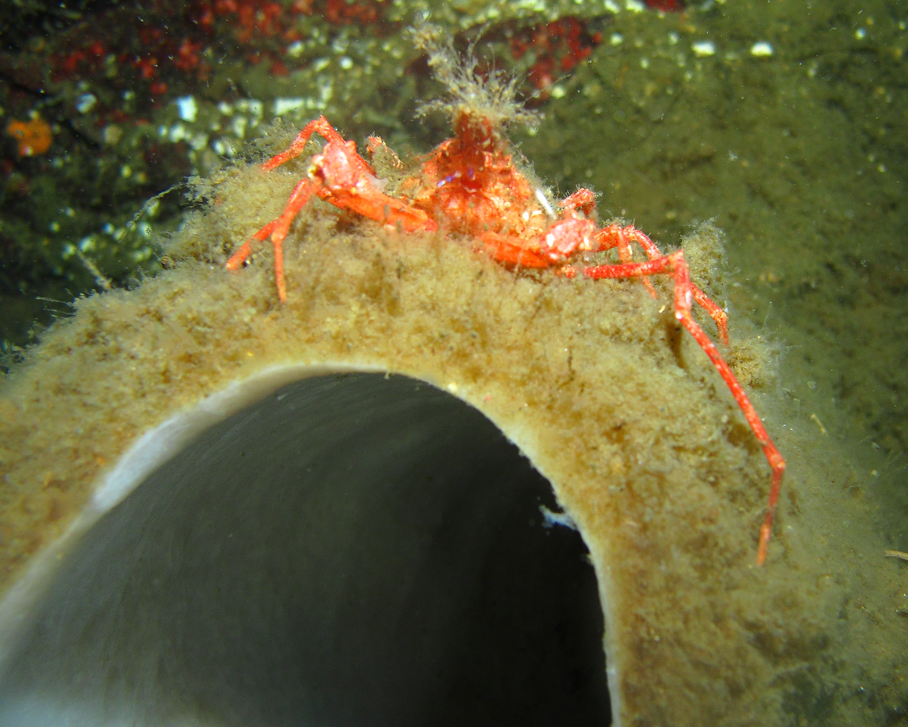 decorator crab on sponge