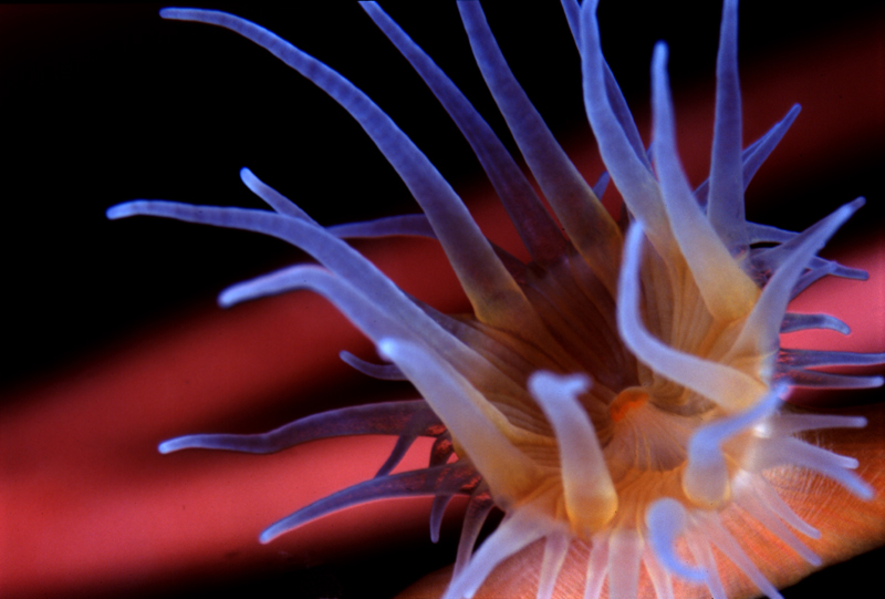 deep anemone