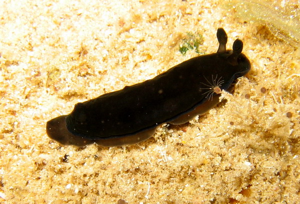 Dendrodoris nigra