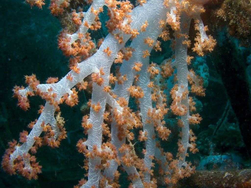 Dendrophyton soft coral