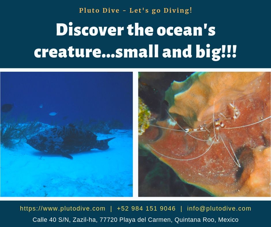 Discover the Ocean's Creature... Small and Big!!!