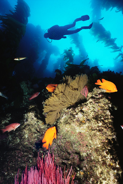 Diver and Reef Scene