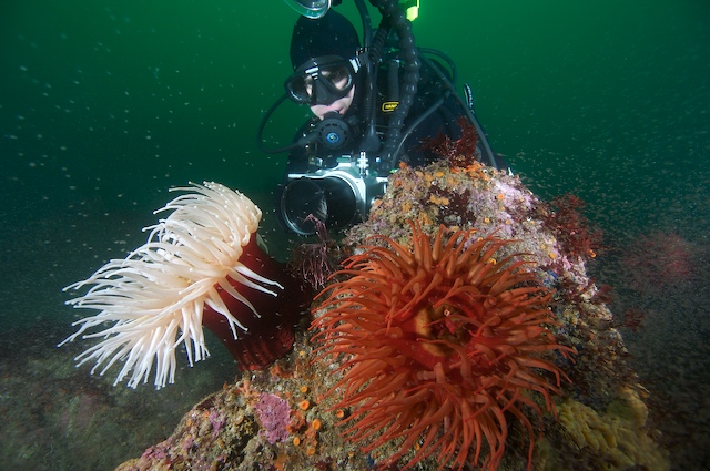 diver anemones