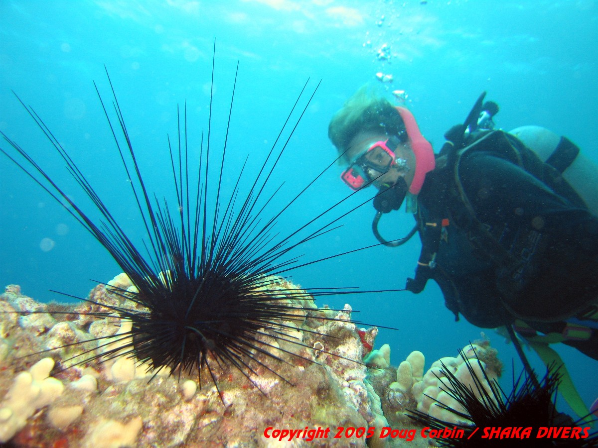"Diver examining a long spined sea urchin at Ulua Beach"