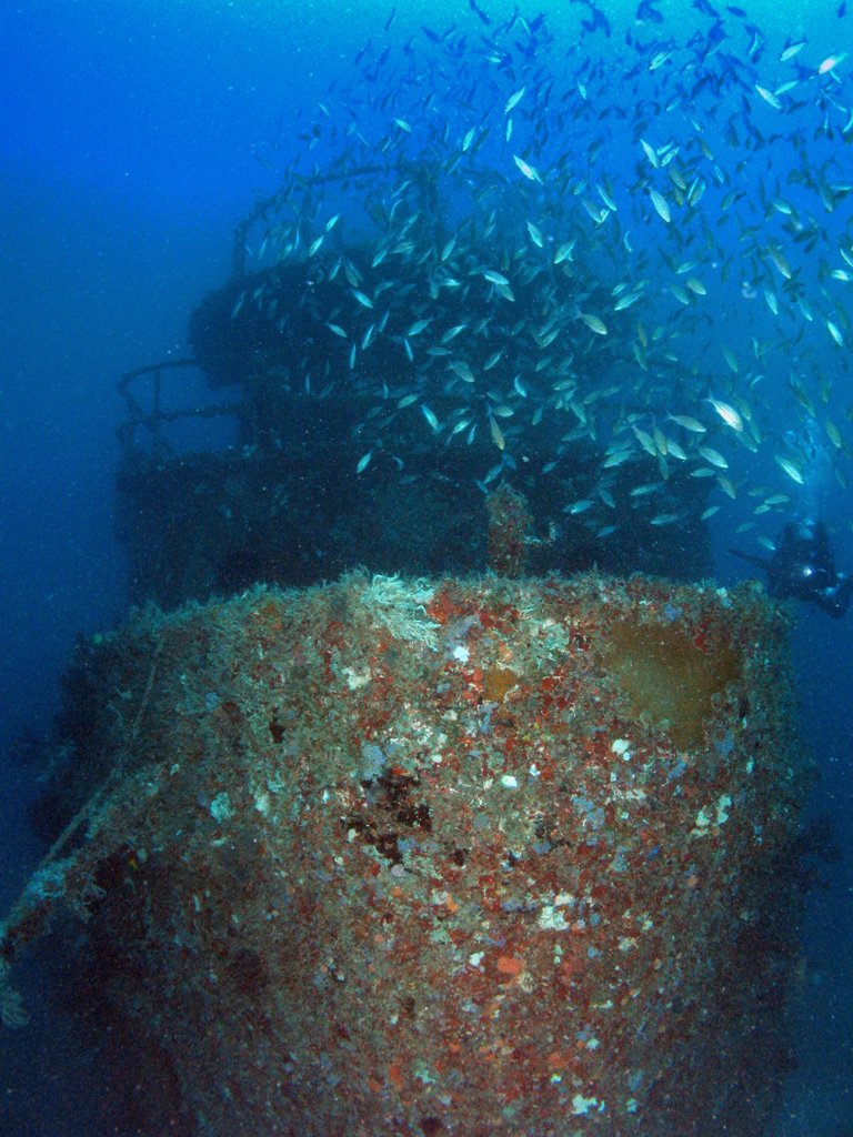 Diver On The Wreck Of The Tacoma