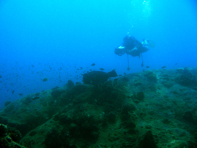 Diver w HumpHead Wrasses
