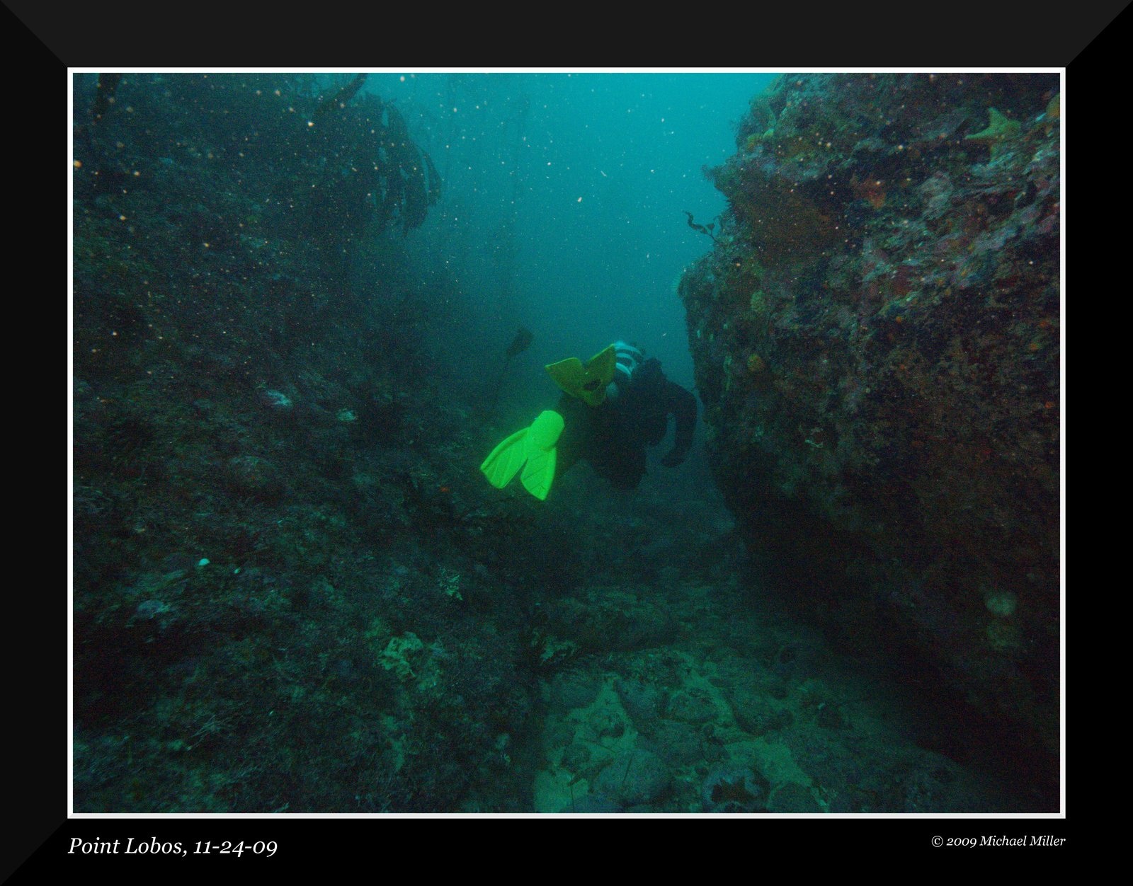 Diving at Pt. Lobos