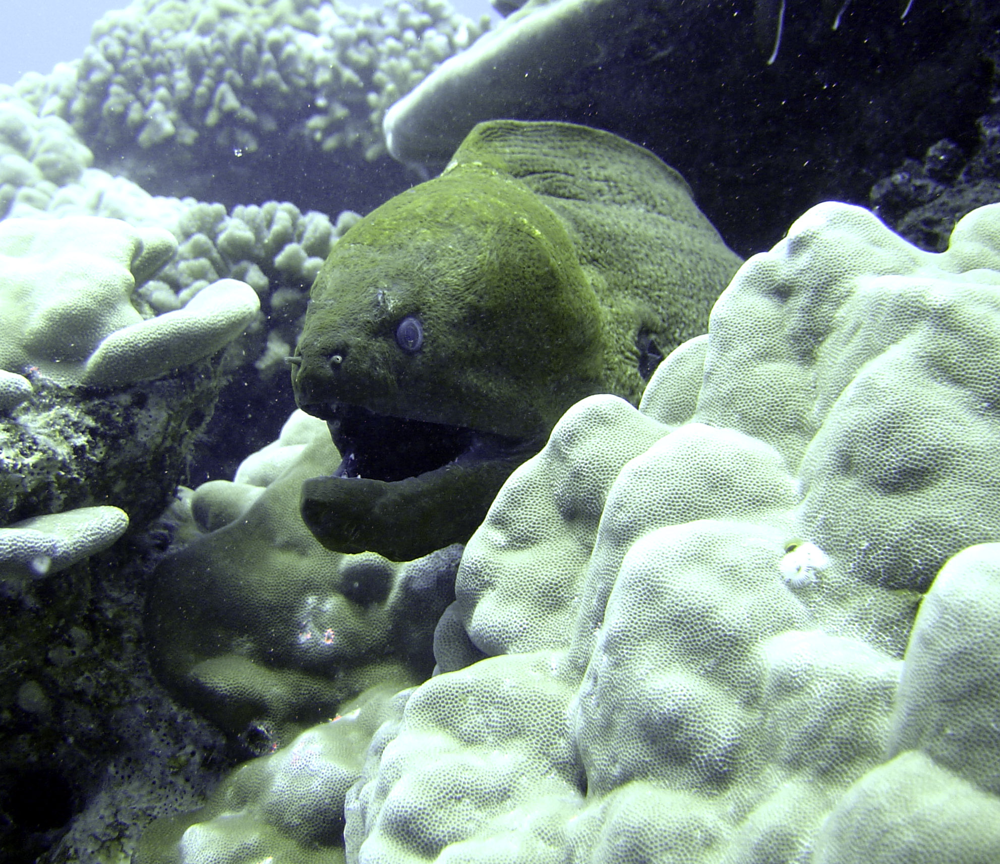 Diving in Huahine