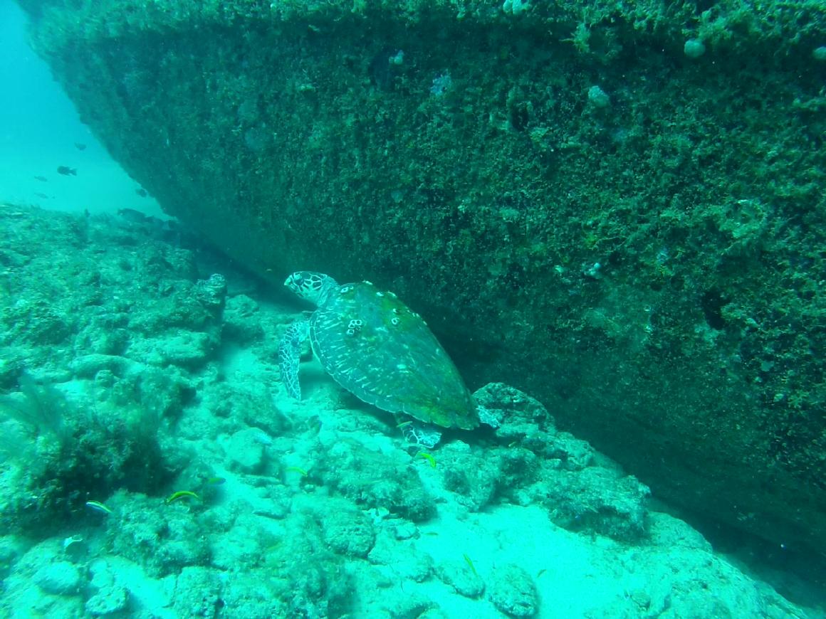 diving in jupiter hawksbill turtles