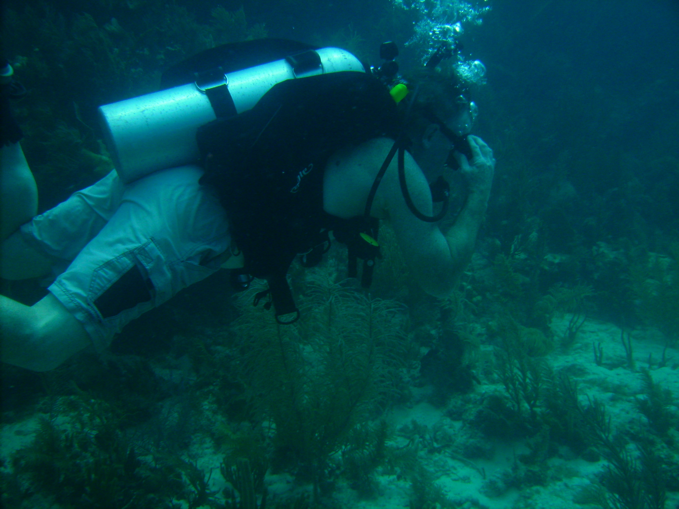 diving in Key Largo