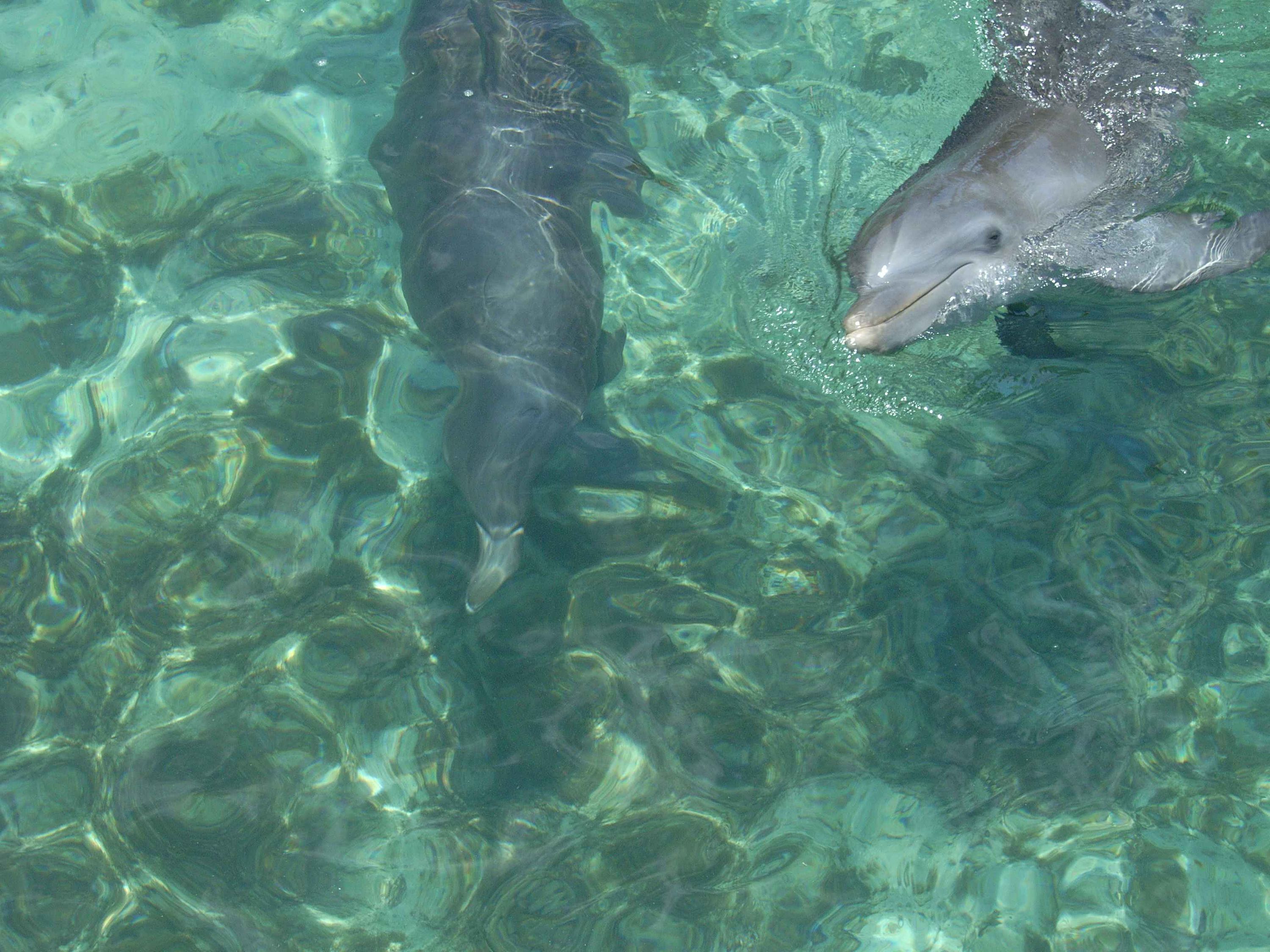 Dolphins at Anthony's Key Resort - Roatan '07