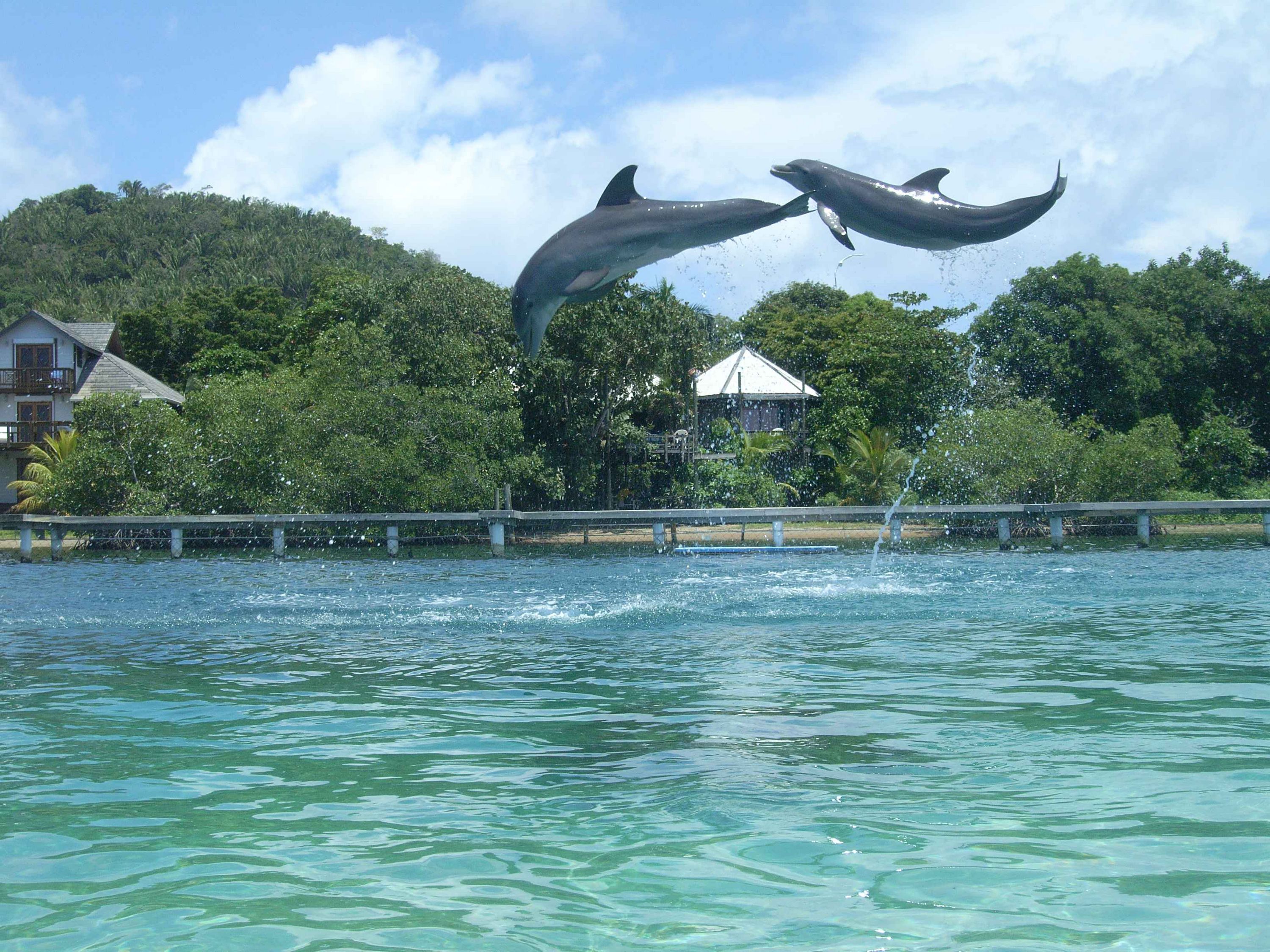 Dolphins at Anthony's Key Resort - Roatan '07