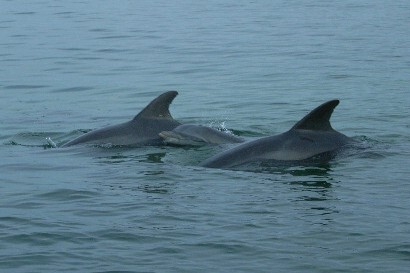 dolphins3