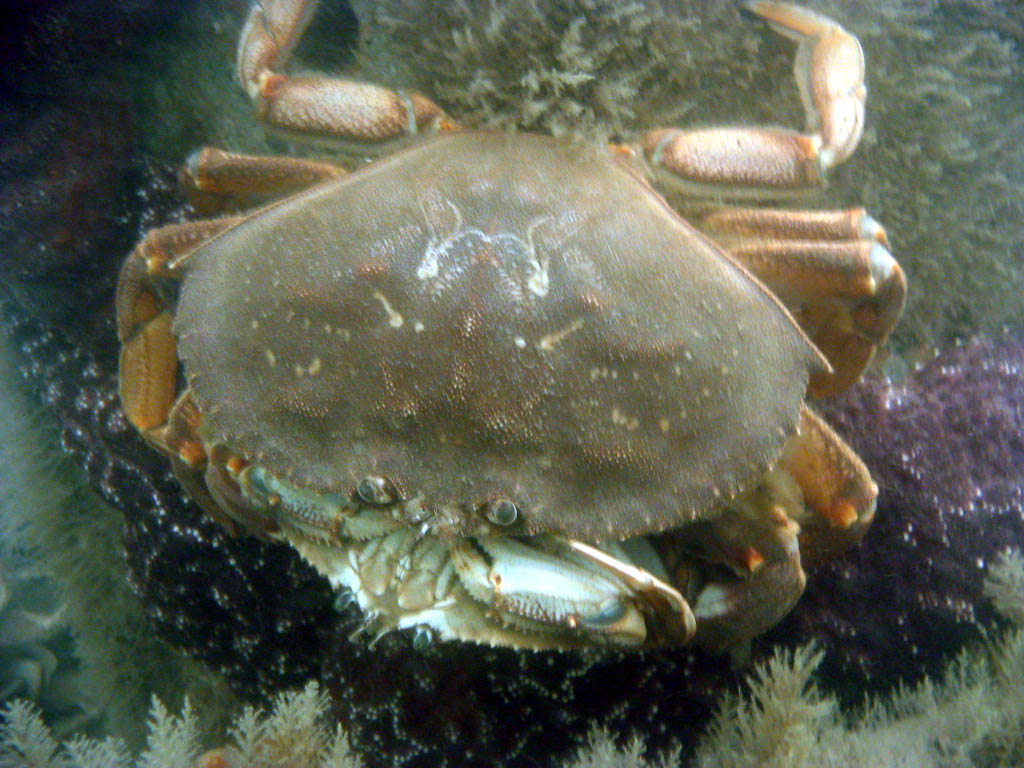 dungeness crab couple
