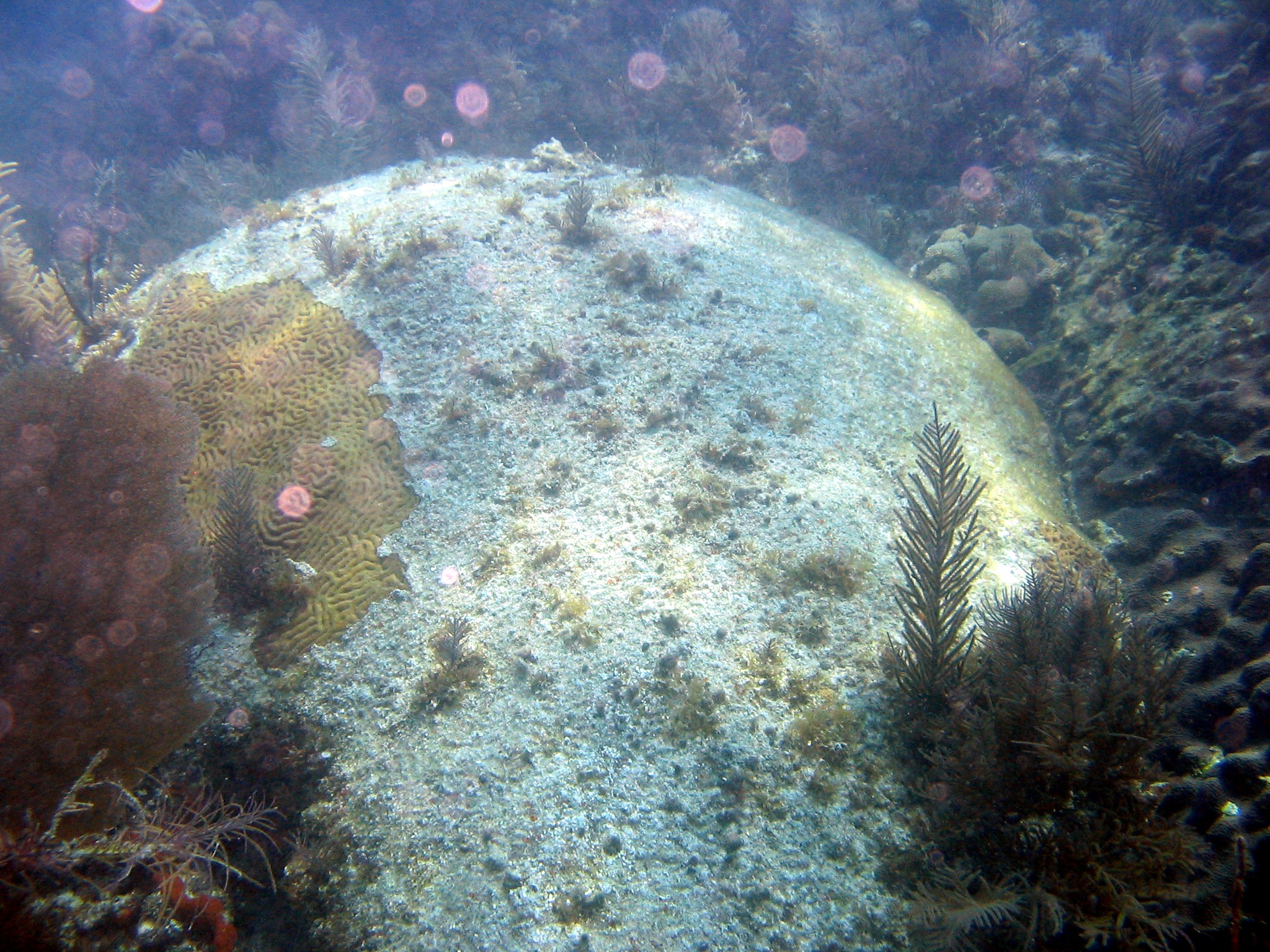 Dying Brain Coral