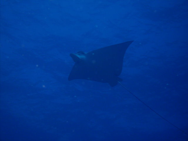 Eagle Ray in Cancun
