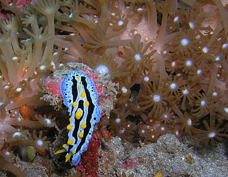 East Timor Nudibranch