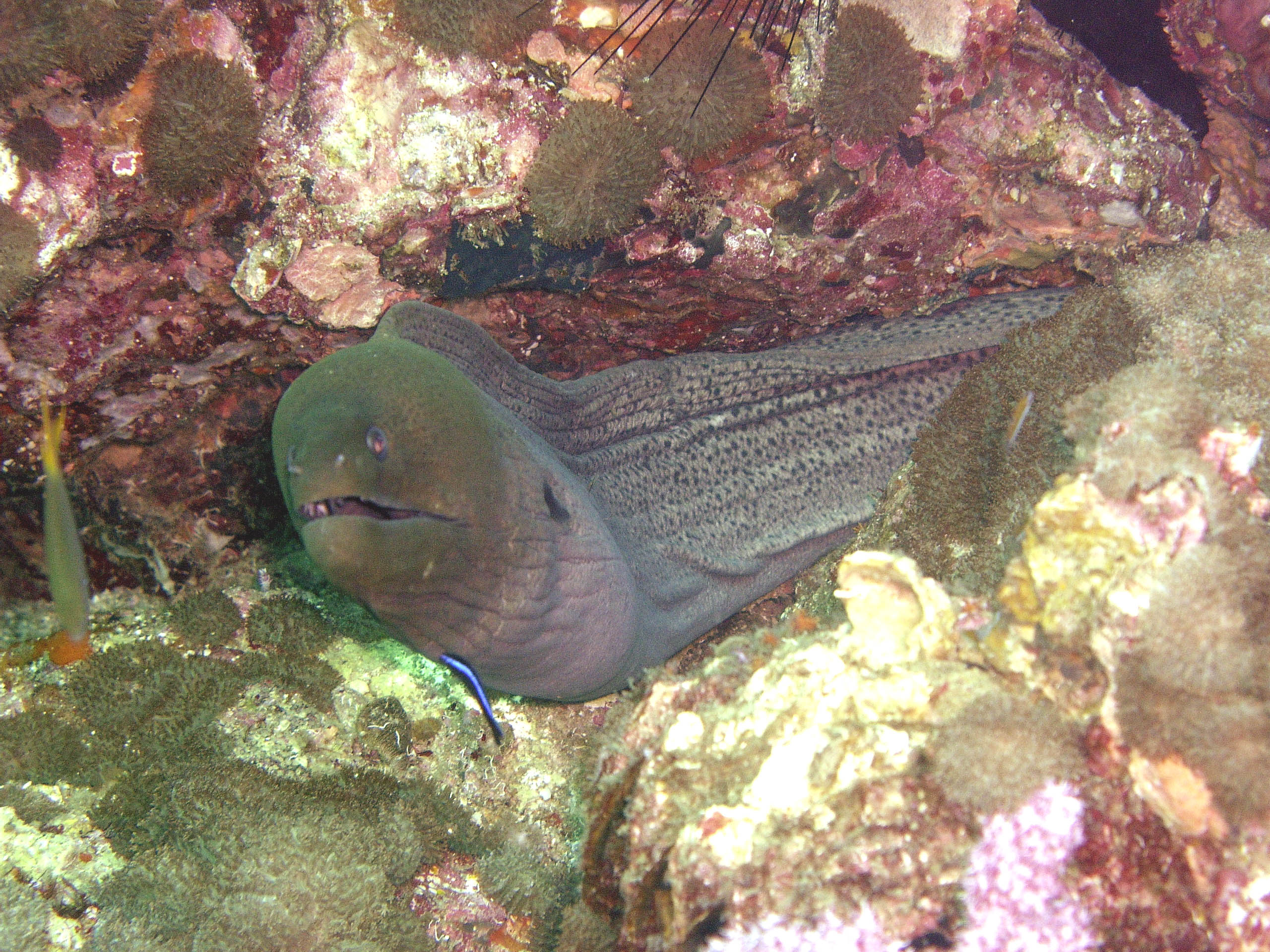 Eel_and_wrasse_3