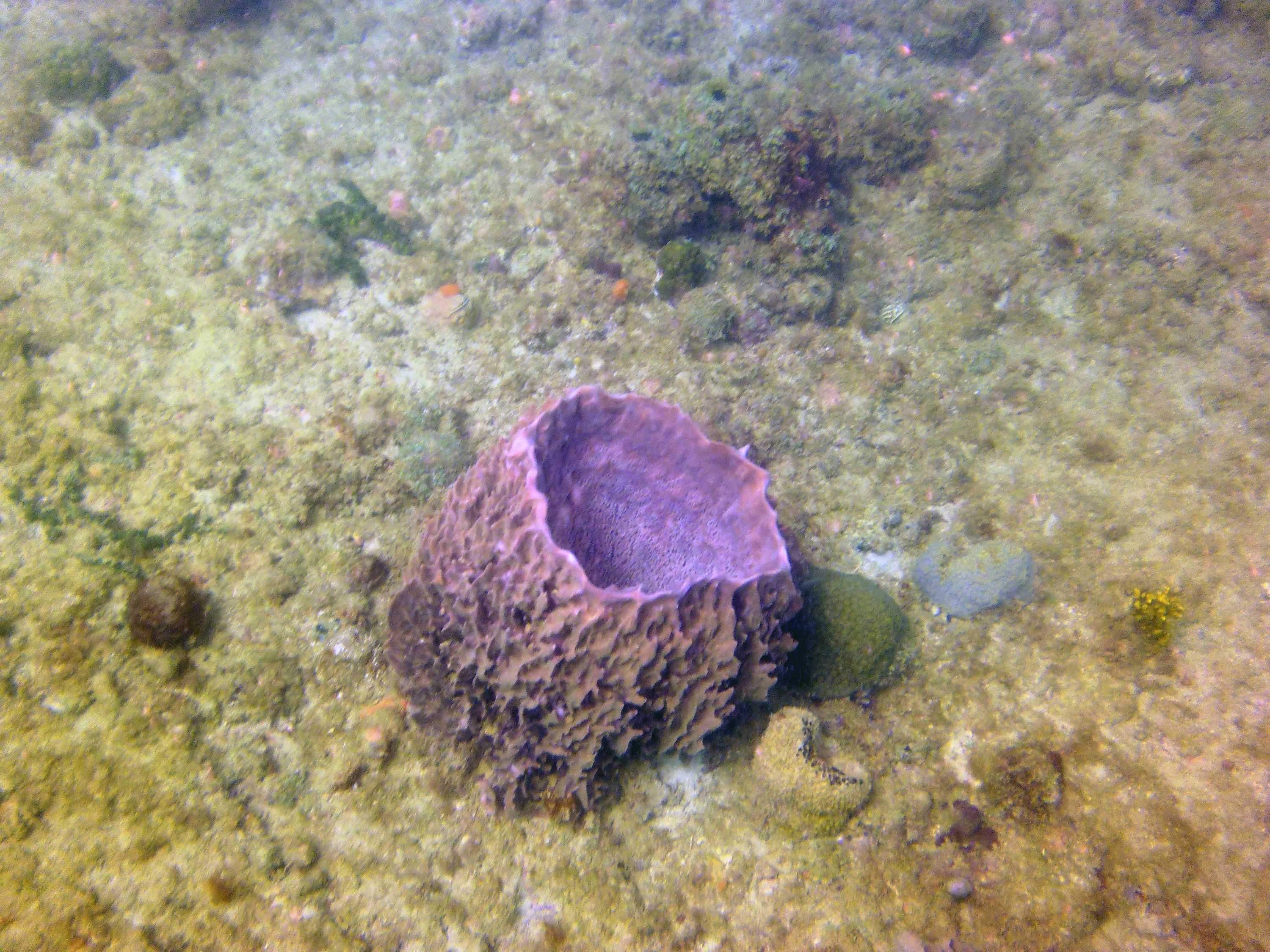 El Natural Reef, Aguadilla, PR