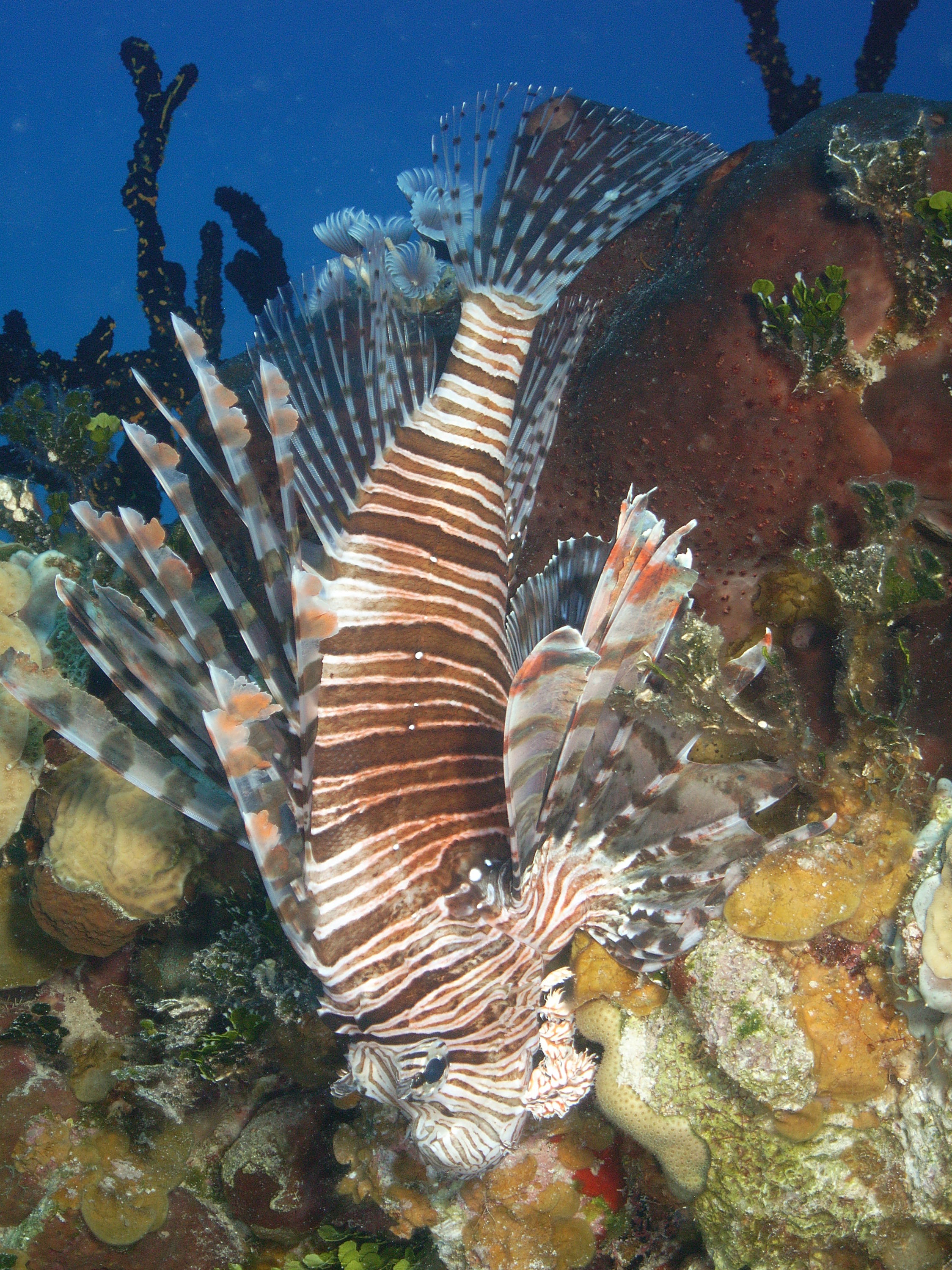 Exuma Islands Lionfish