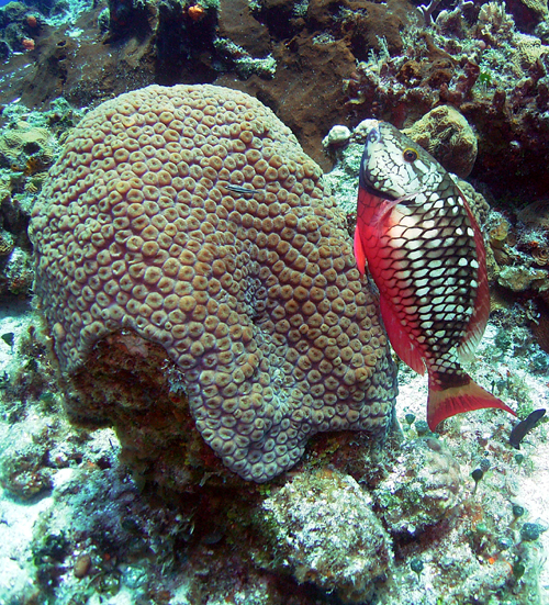 Female_parrot_fish_n_coral1c