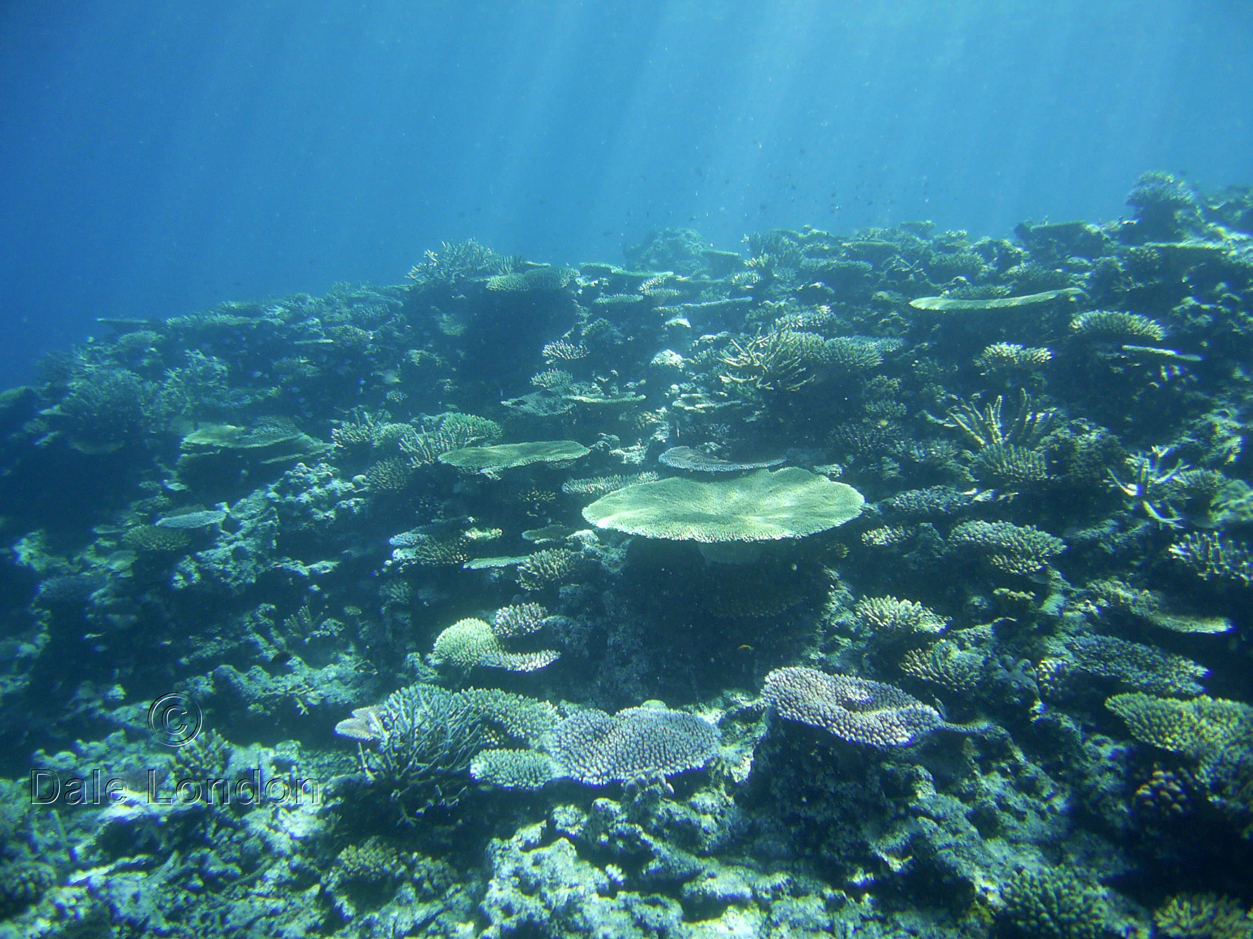 Fiji coral