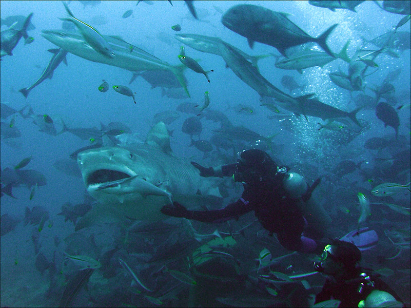 Fiji Dive Trip