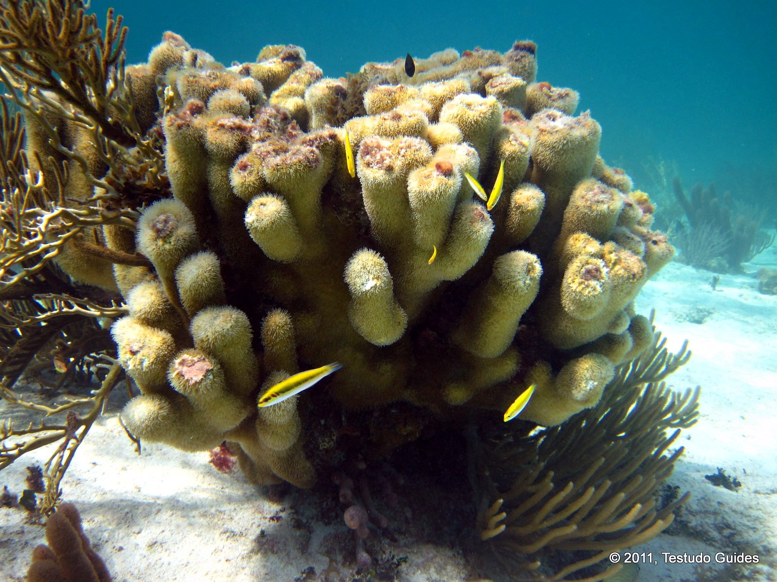 Finger Coral - Grand Cayman