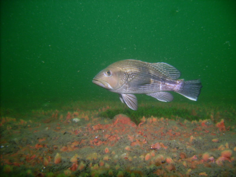 Fish on the Zane Gray in the Outer Banks
