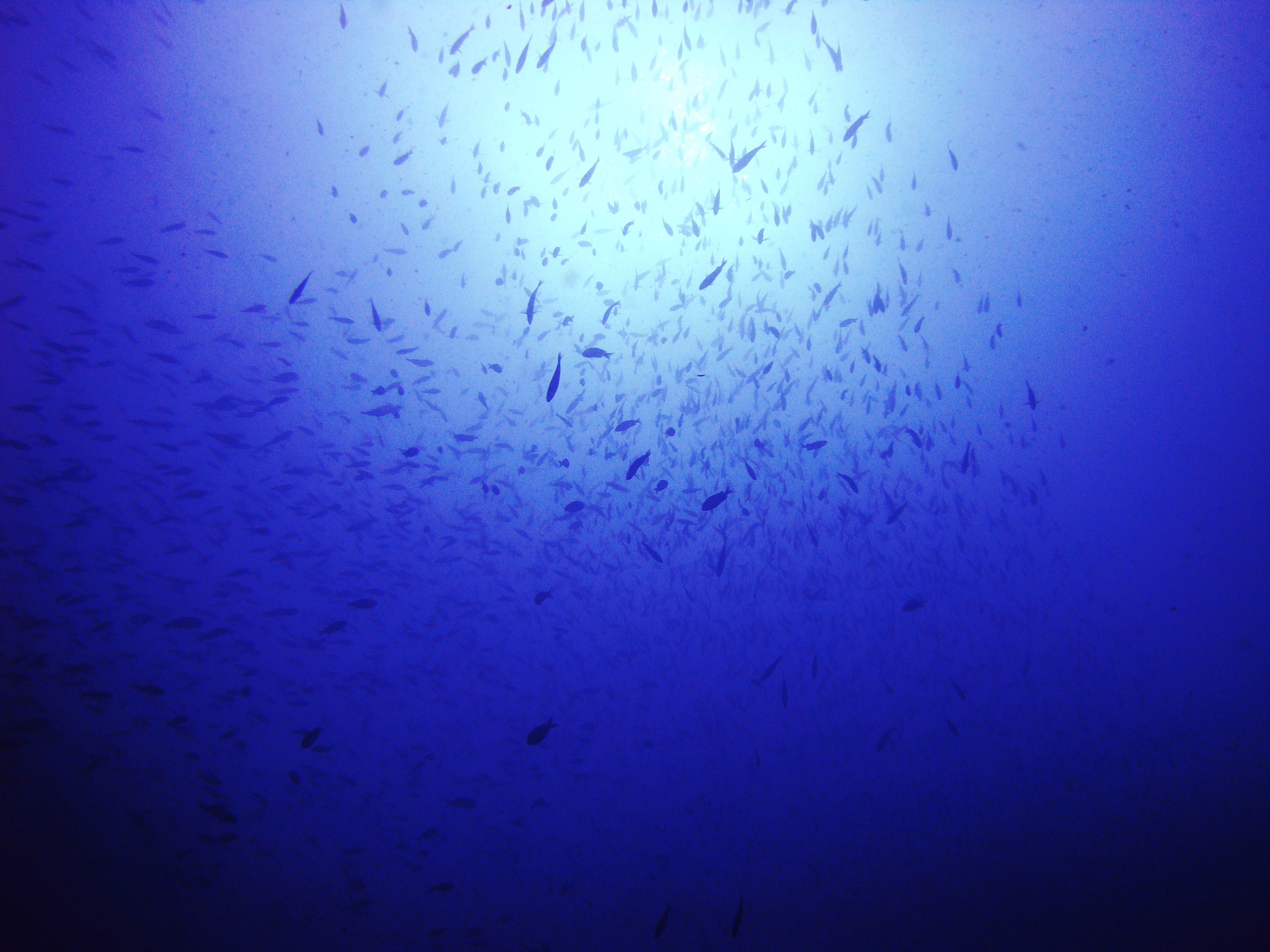 Fish Swirl Channel Islands
