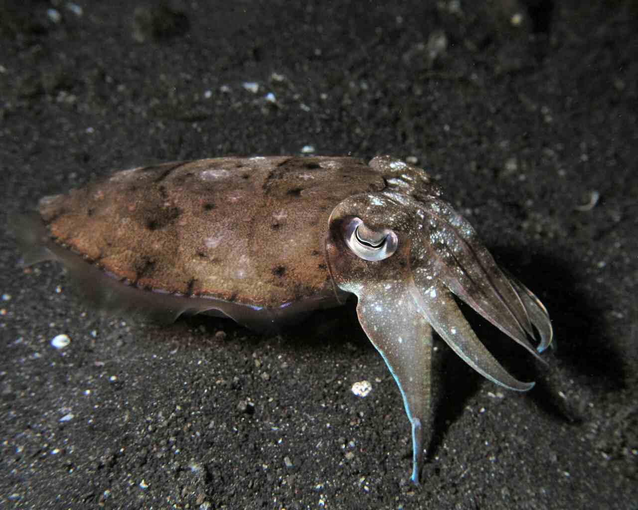 Flamboyant Cuttlefish at Lembeh