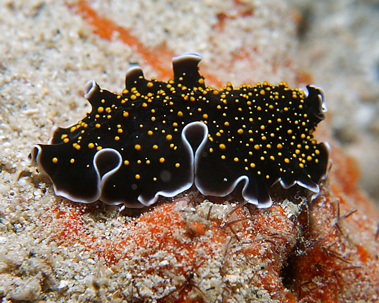 Flatworm at Reef Orf